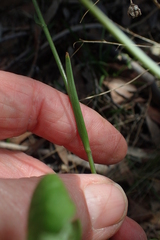Arthropodium milleflorum