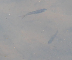 Pseudomugil signifer