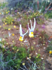 Nemesia cheiranthus