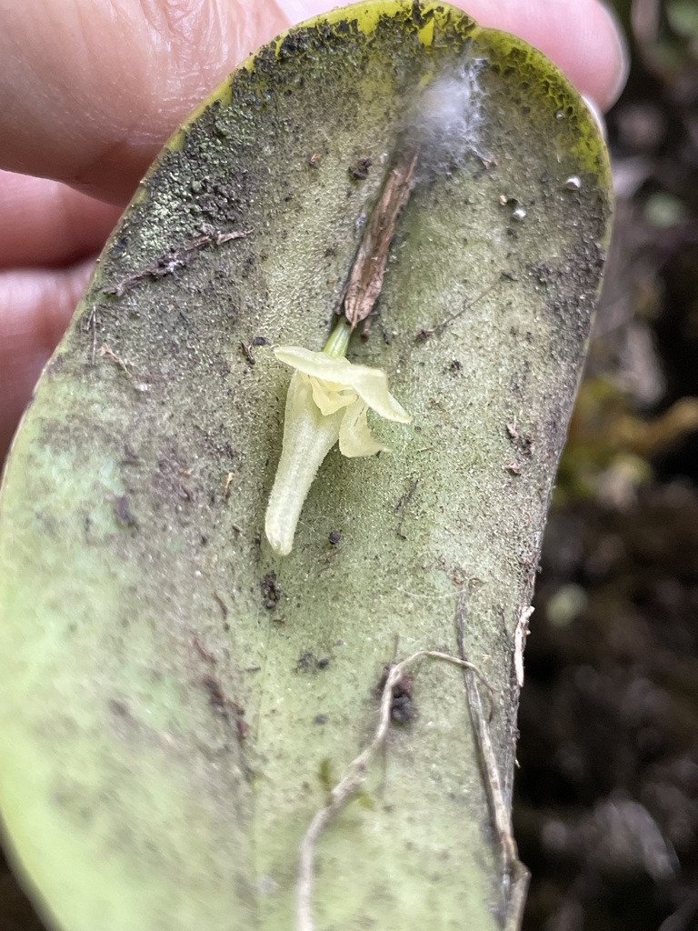 Pleurothallis apopsis