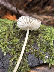 Mycena tenax