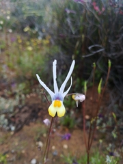 Nemesia cheiranthus