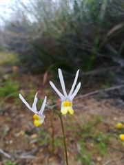 Nemesia cheiranthus