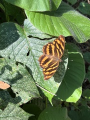 Herona marathus