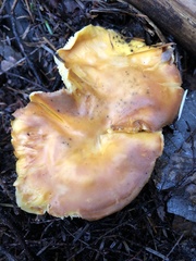 Cantharellus cascadensis