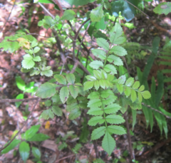 Pterophylla sylvicola