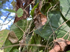 Herona marathus