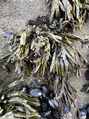 Pelvetiopsis limitata