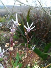 Nemesia cheiranthus