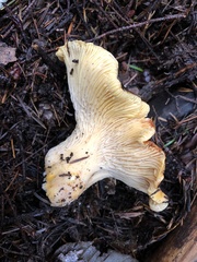 Cantharellus cascadensis
