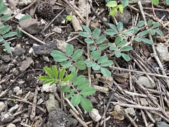 Indigofera spicata