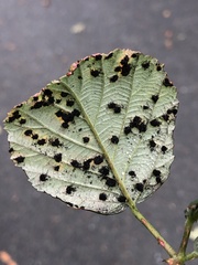 Phragmidium violaceum