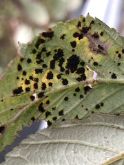 Phragmidium violaceum