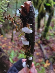Crepidotus epibryus