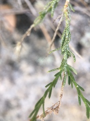 Ericameria martirensis