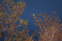 Amazona ventralis