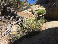 Ericameria martirensis