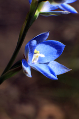 Thelymitra media