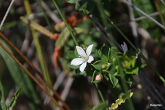 Philotheca buxifolia