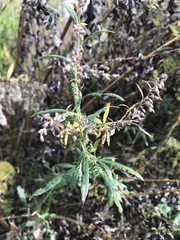 Artemisia vulgaris