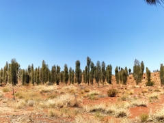Allocasuarina decaisneana