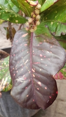 Codiaeum variegatum
