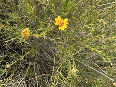 Sidneya tenuifolia