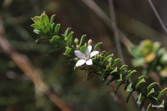 Philotheca buxifolia