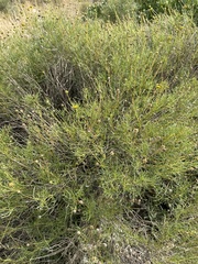 Sidneya tenuifolia