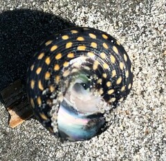 Chlorodiloma odontis