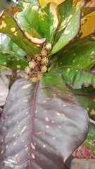Codiaeum variegatum
