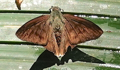 Astraptes