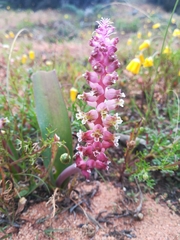 Lachenalia membranacea