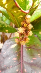 Codiaeum variegatum