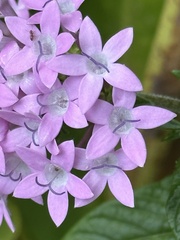 Pentas lanceolata