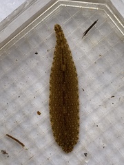 Glossiphoniidae