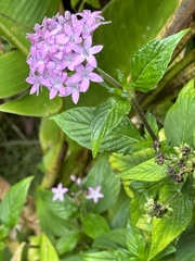 Pentas lanceolata