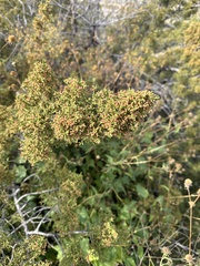 Juniperus pinchotii