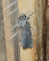 Spodoptera cilium