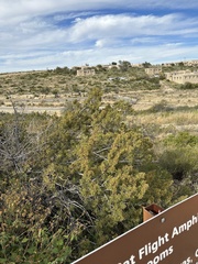 Juniperus pinchotii