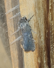 Spodoptera cilium