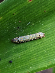 Spodoptera litura