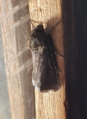 Spodoptera cilium