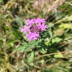 Glandularia canadensis