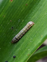 Spodoptera litura