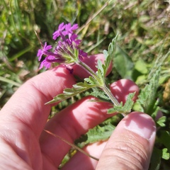 Glandularia canadensis