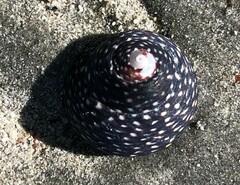 Chlorodiloma odontis