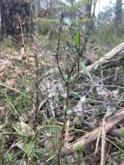 Pultenaea reflexifolia