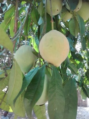 Garcinia