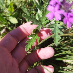 Glandularia canadensis
